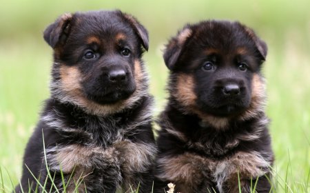 Florida German Shepherd Breeders | Quality Dogs for Every Home