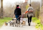 Best Dog Training Academies in Chicago for First-Time Pet Parents
