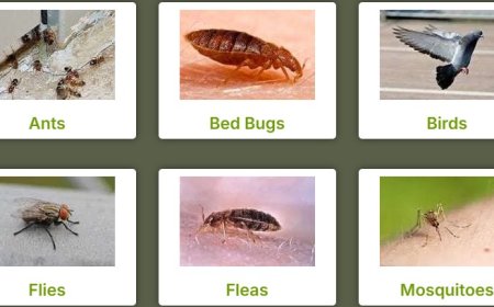 Pest Control Ocean Reef: Shielding Your Coastal Home from Unwanted Guests