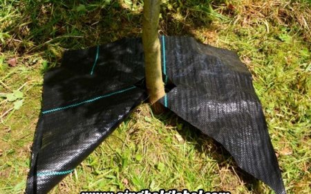 Weed Mat: The Simple Tool That Keeps Gardens Growing