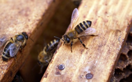 How to Handle a Bee Infestation Safely and Responsibly