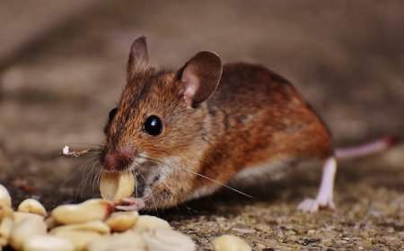 What Sets Melbourne’s Rodent Control Services Apart Today?