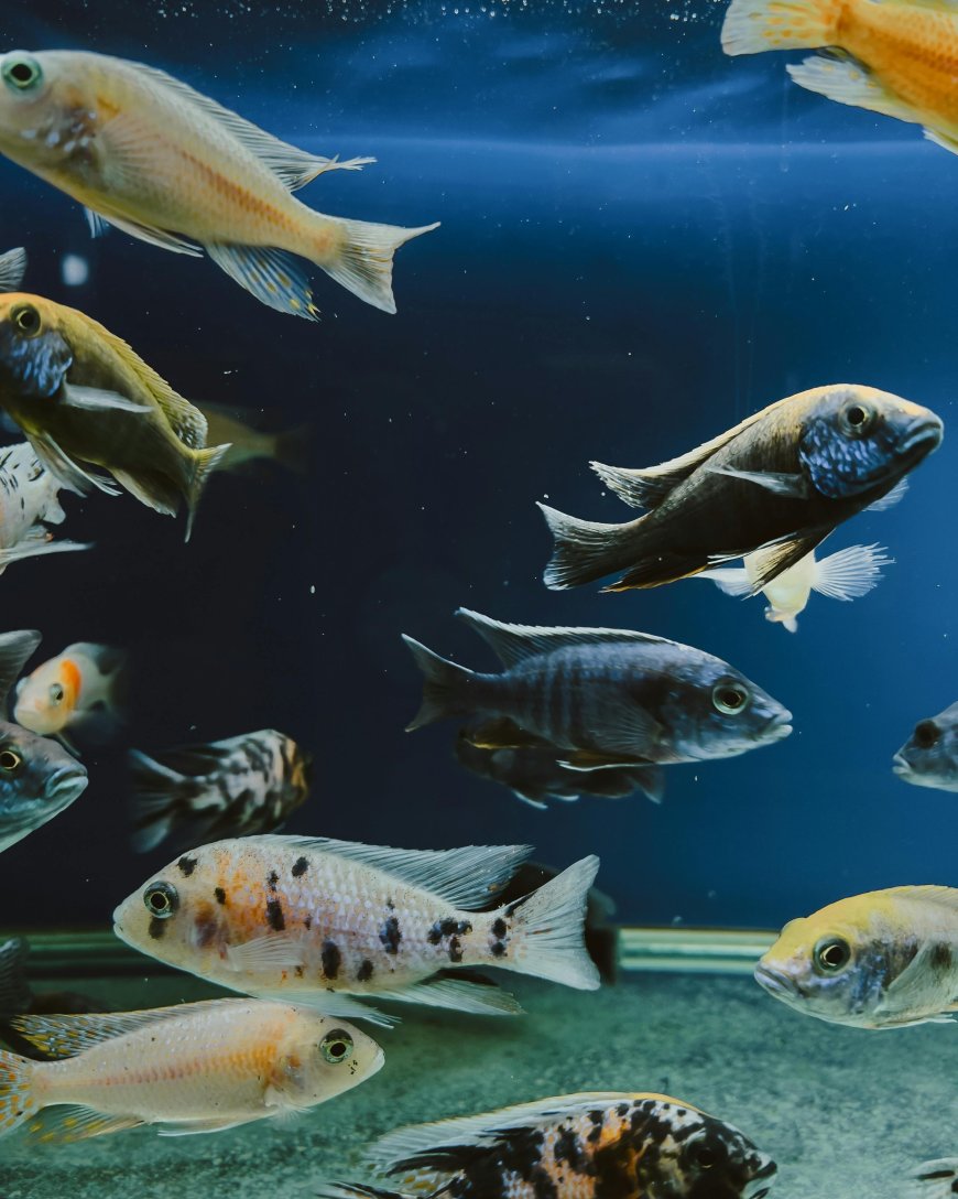 Aquarium Hobbyist Guide: Exploring the Fascinating World of Aquatic Life at Home