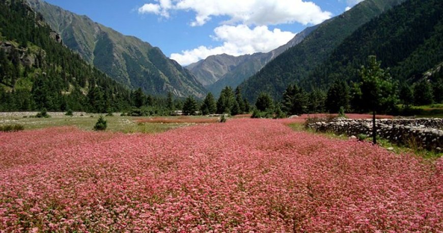 Chandigarh to kalpa Kaza taxi - BookUrTaxi