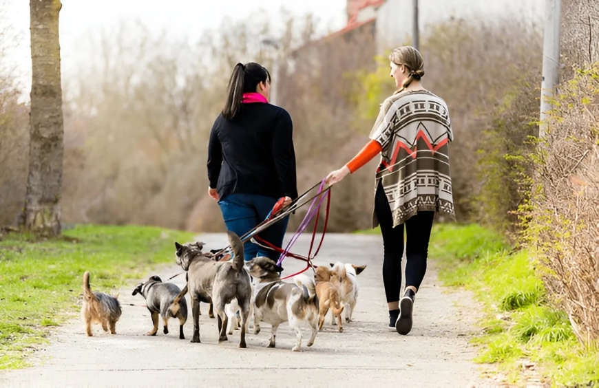 Best Dog Training Academies in Chicago for First-Time Pet Parents