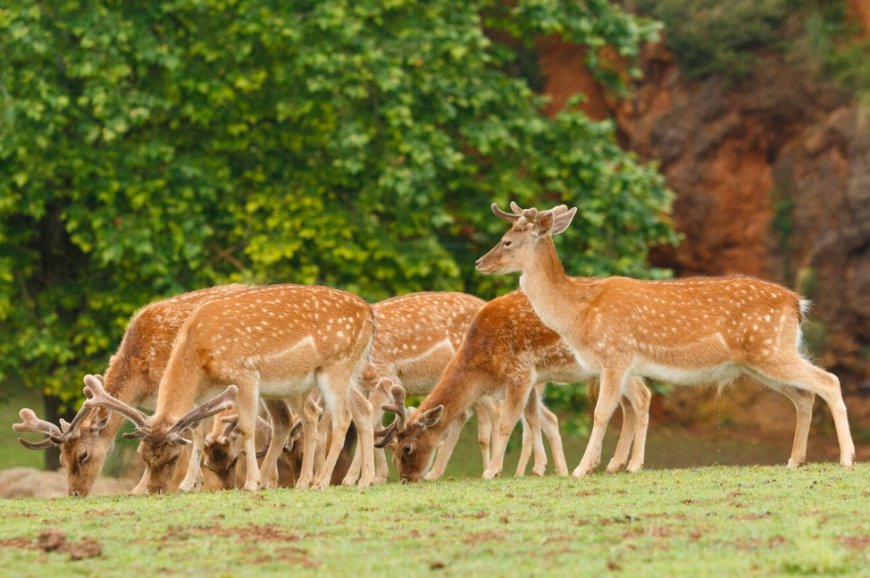 The Beauty of Wildlife: Capturing Nature’s Wonders Through Eloquent Images