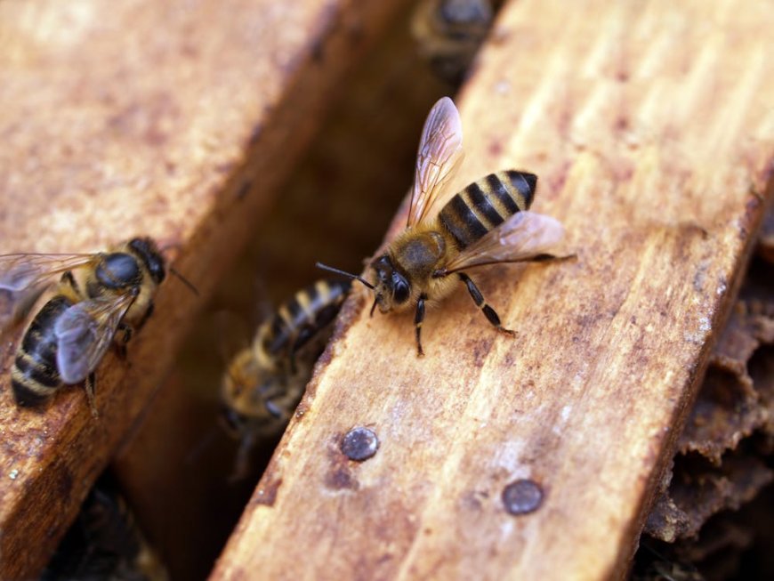 How to Handle a Bee Infestation Safely and Responsibly